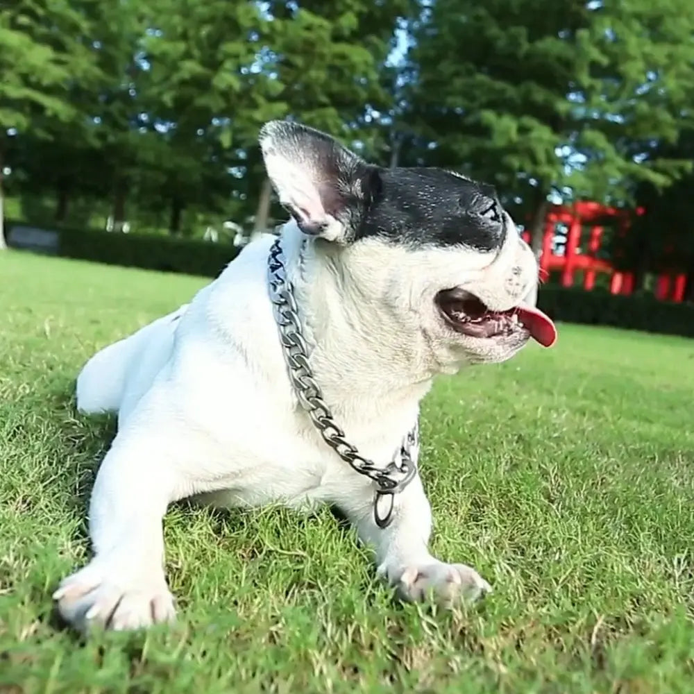 30-75CM 304 Stainless Steel P Chain Dog Collar Pet Neck Strap and Leash for Small Medium and Large Dogs