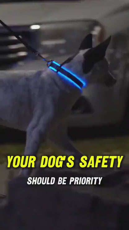 Glowing Pet Collar Leash