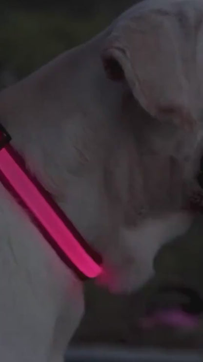 Glowing Pet Collar Leash