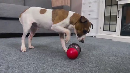Food Dispensing pet Toy